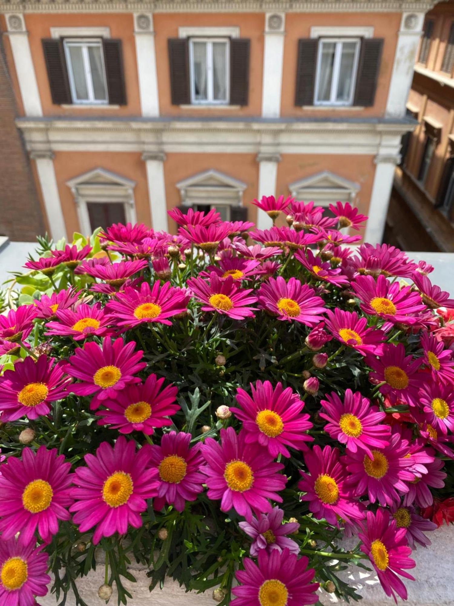 Terrazza Marco Antonio Luxury Pensión Roma